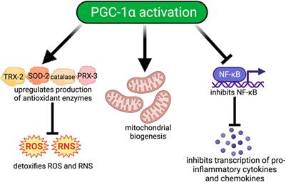 PGC-1α activity and mitochondrial dysfunction in preterm infants